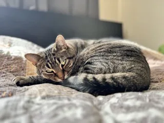 Meenu
